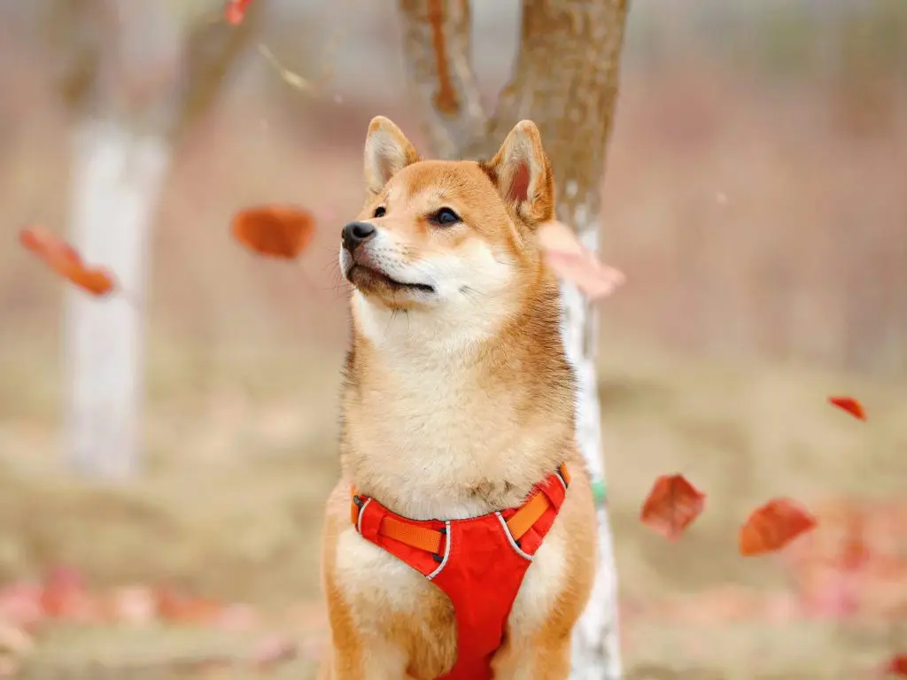 Колко популярен е Dogecoin?
