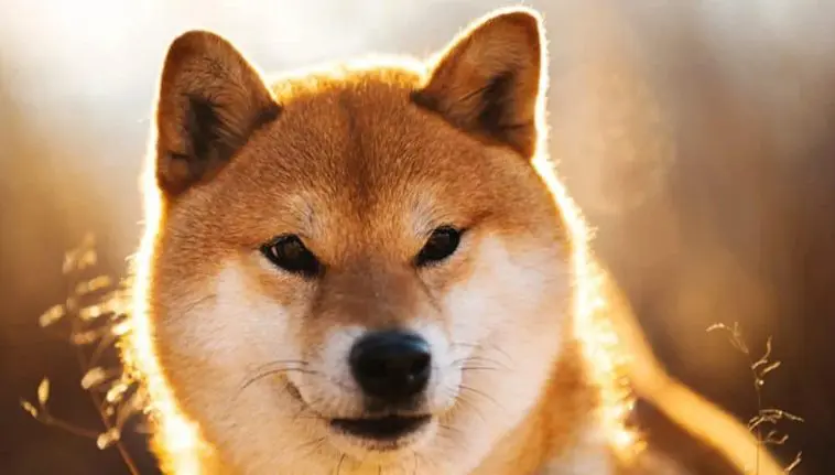 Shiba Inu как се добива?
